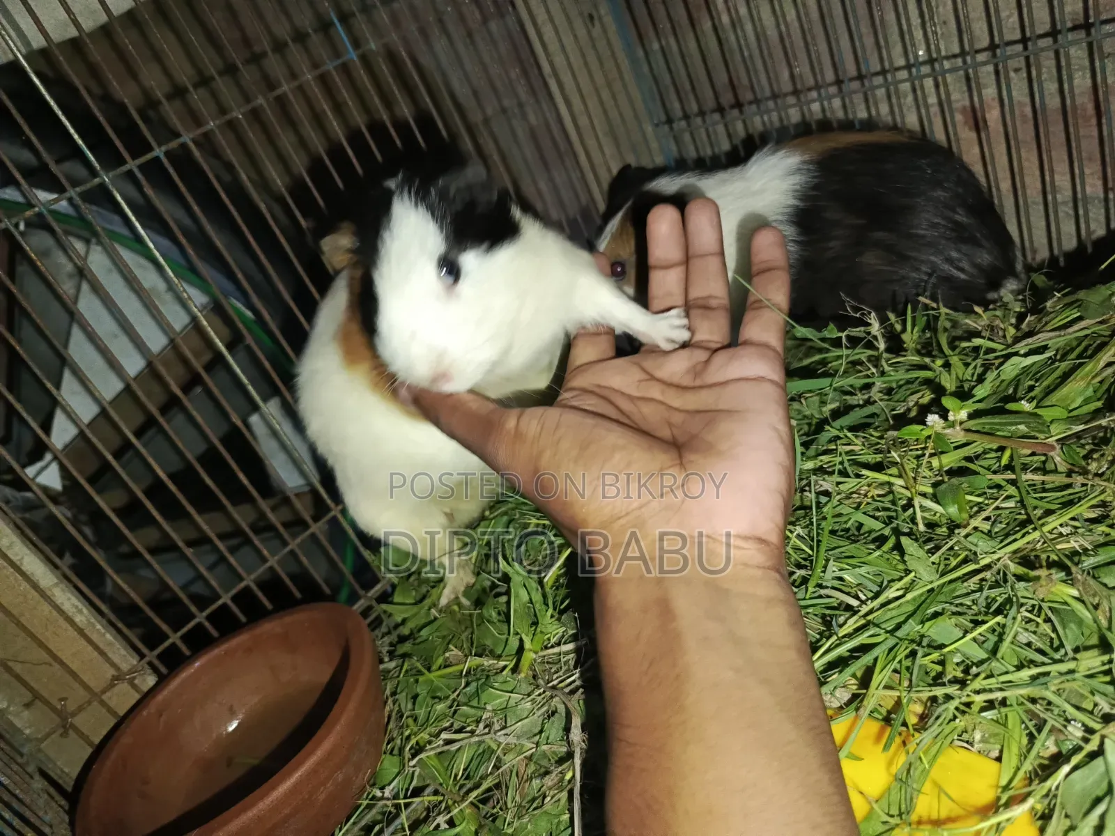 Guinea Pig for Sale