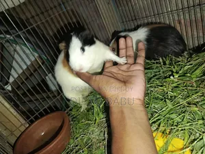 Guinea Pig for Sale