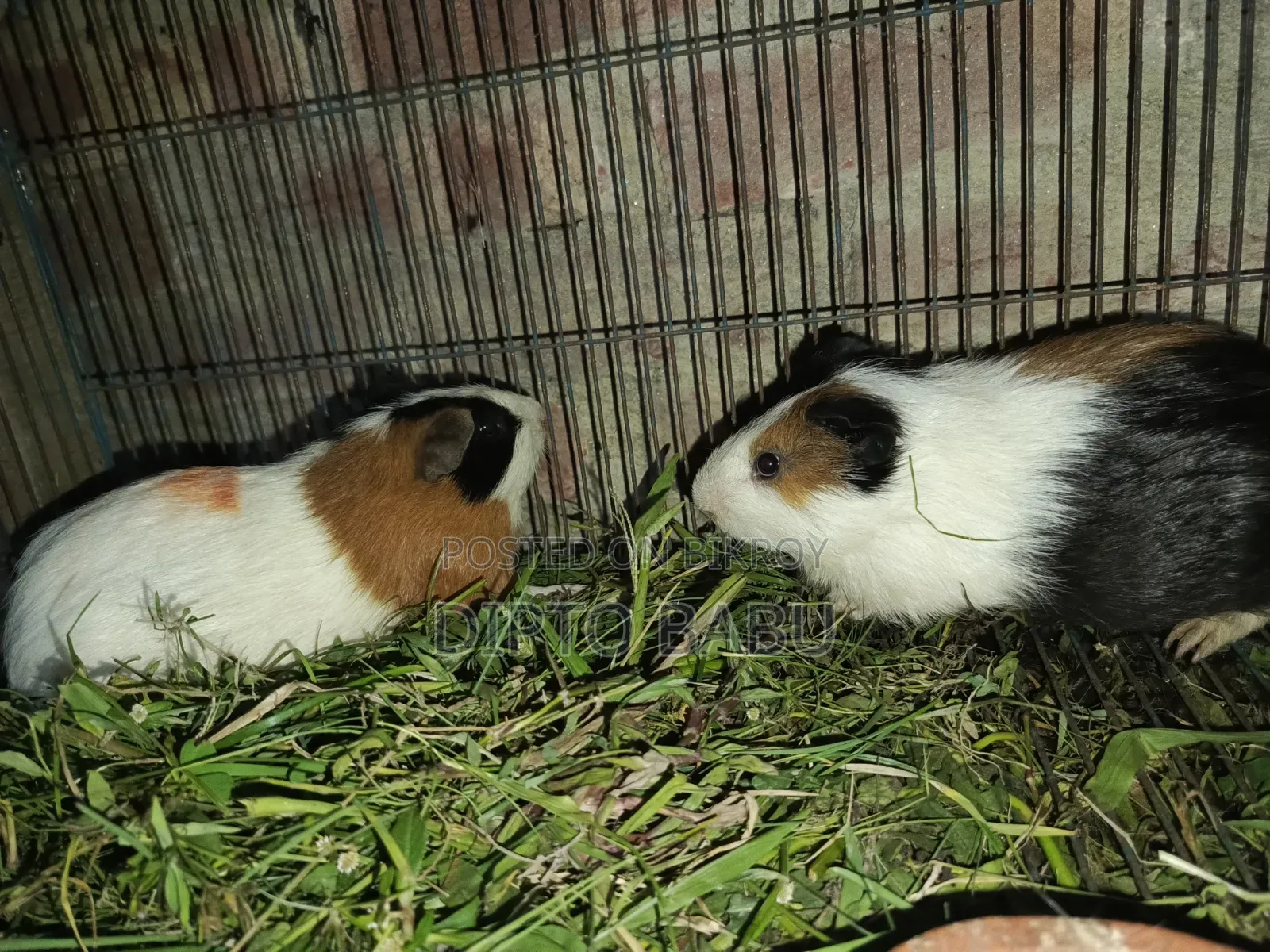 Guinea Pig for Sale