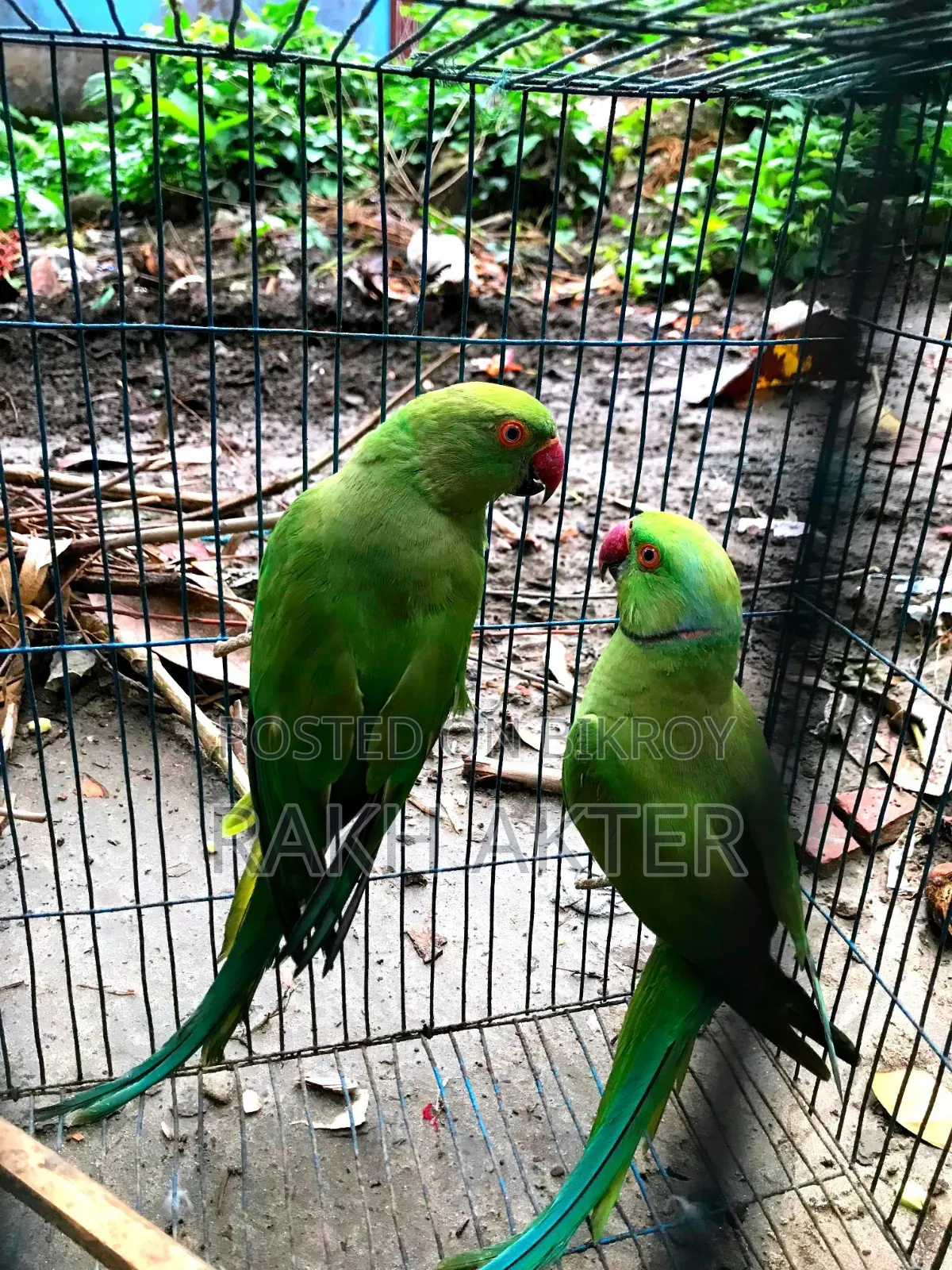 Indian Ringneck Adult Parrot Pair