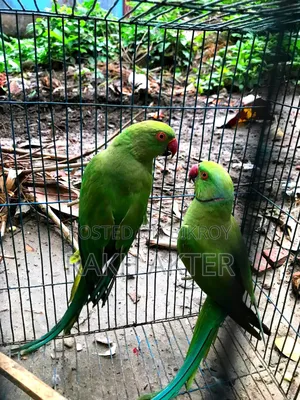 Indian Ringneck Adult Parrot Pair