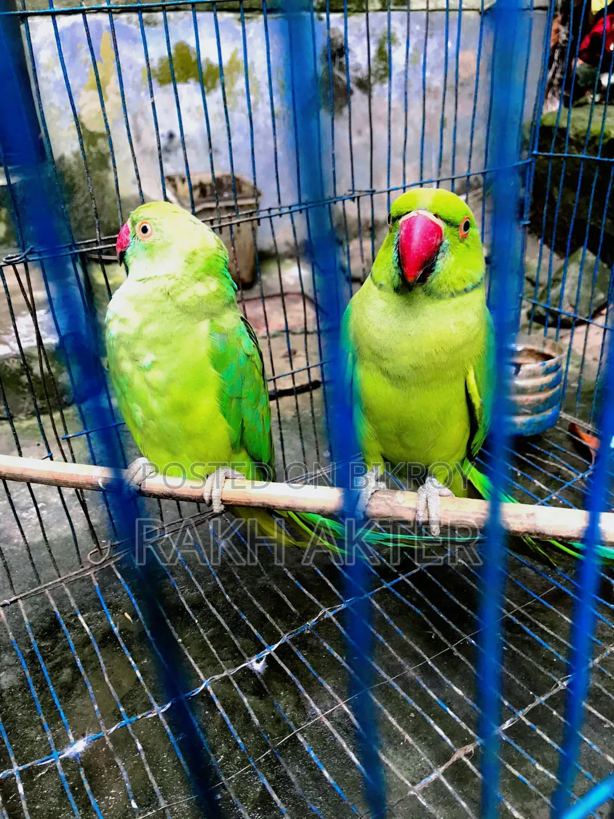 Indian Ringneck Adult Parrot Pair