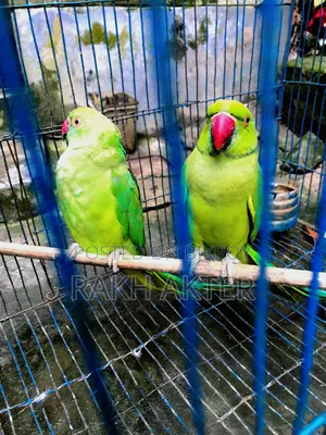 Indian Ringneck Adult Parrot Pair
