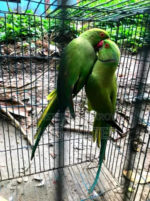 Indian Ringneck Adult Parrot Pair