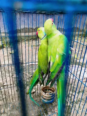Indian Ringneck Adult Parrot Pair