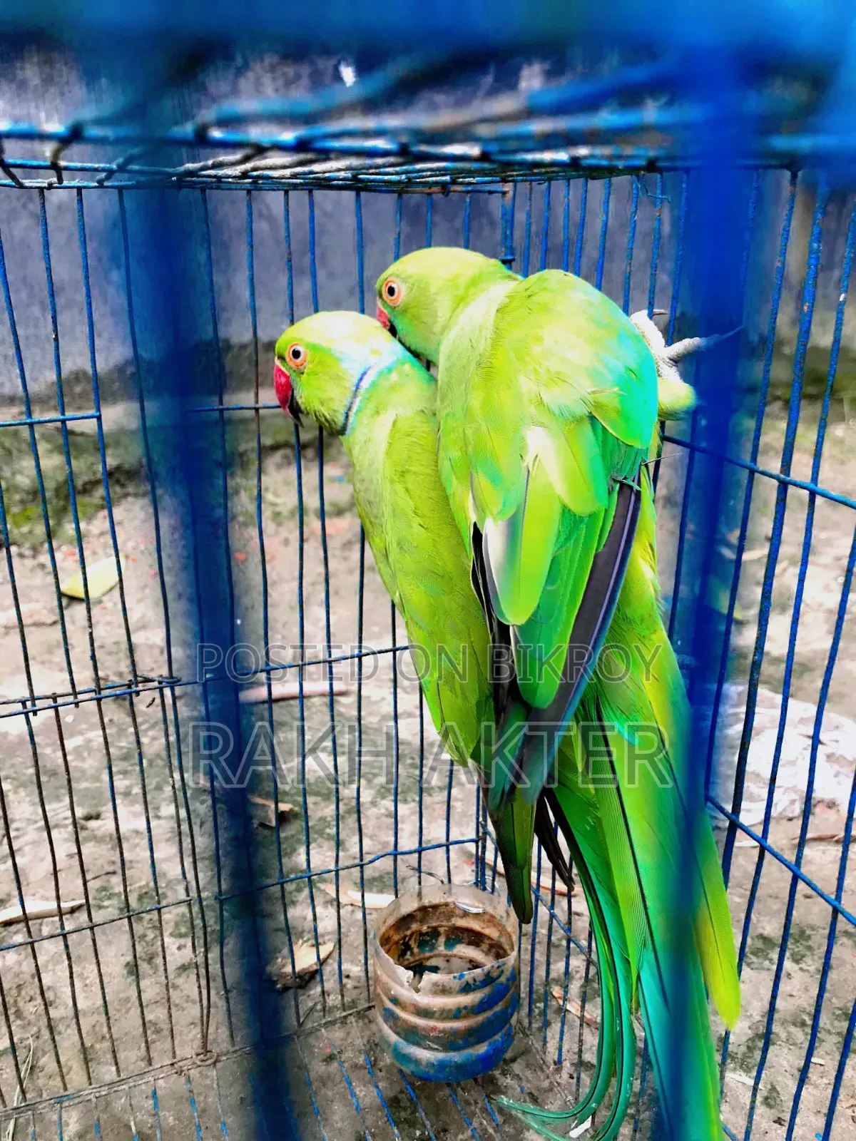 Indian Ringneck Adult Parrot Pair