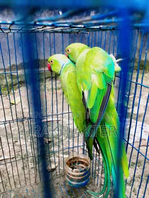 Indian Ringneck Adult Parrot Pair