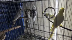 Cockatiel Birds