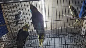 Cockatiel Birds