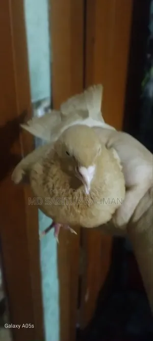 A Giasli red female pigeon for sale.
