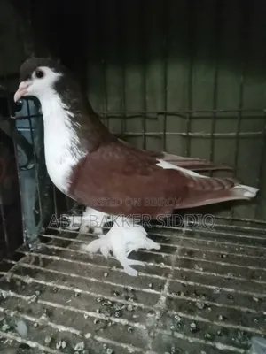 Red Shiraji Male Pigeon