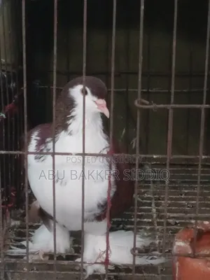 Red Shiraji Male Pigeon