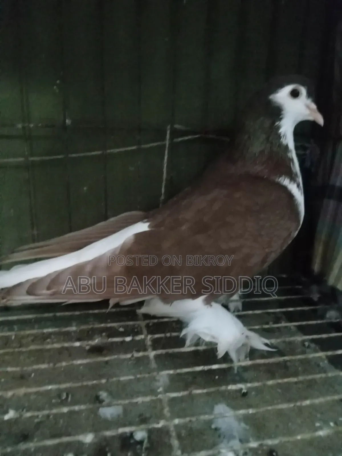 Red Shiraji Male Pigeon