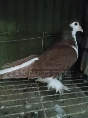 Red Shiraji Male Pigeon