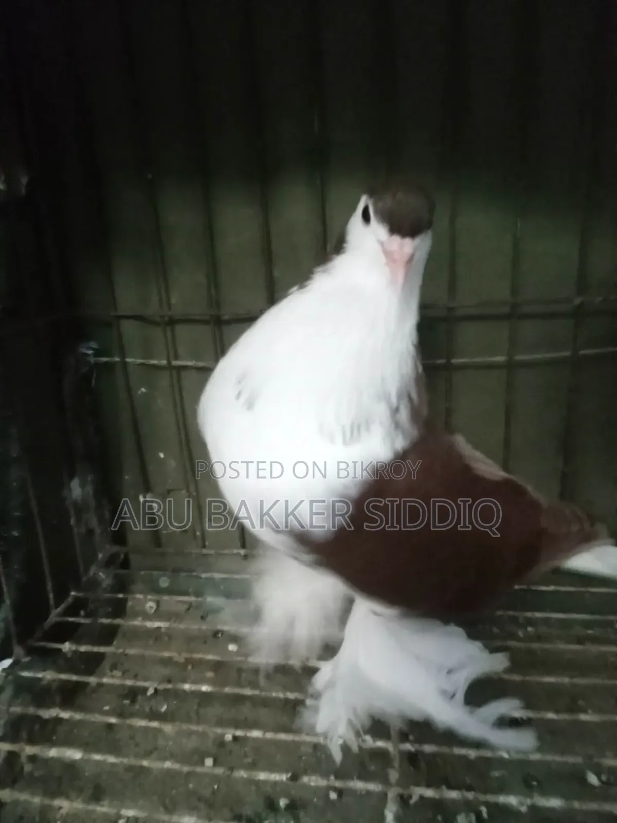 Red Shiraji Male Pigeon