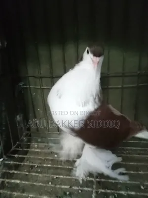 Red Shiraji Male Pigeon