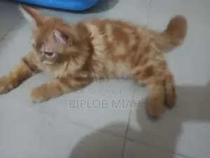6-12 Months Male Mixed Breed Persian