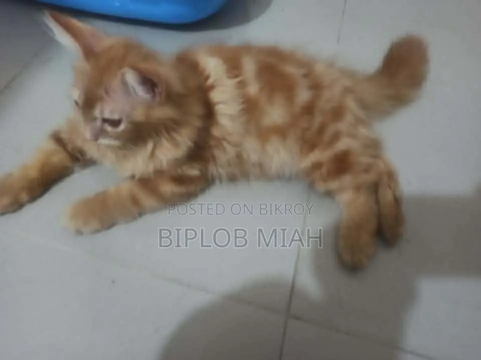 6-12 Months Male Mixed Breed Persian