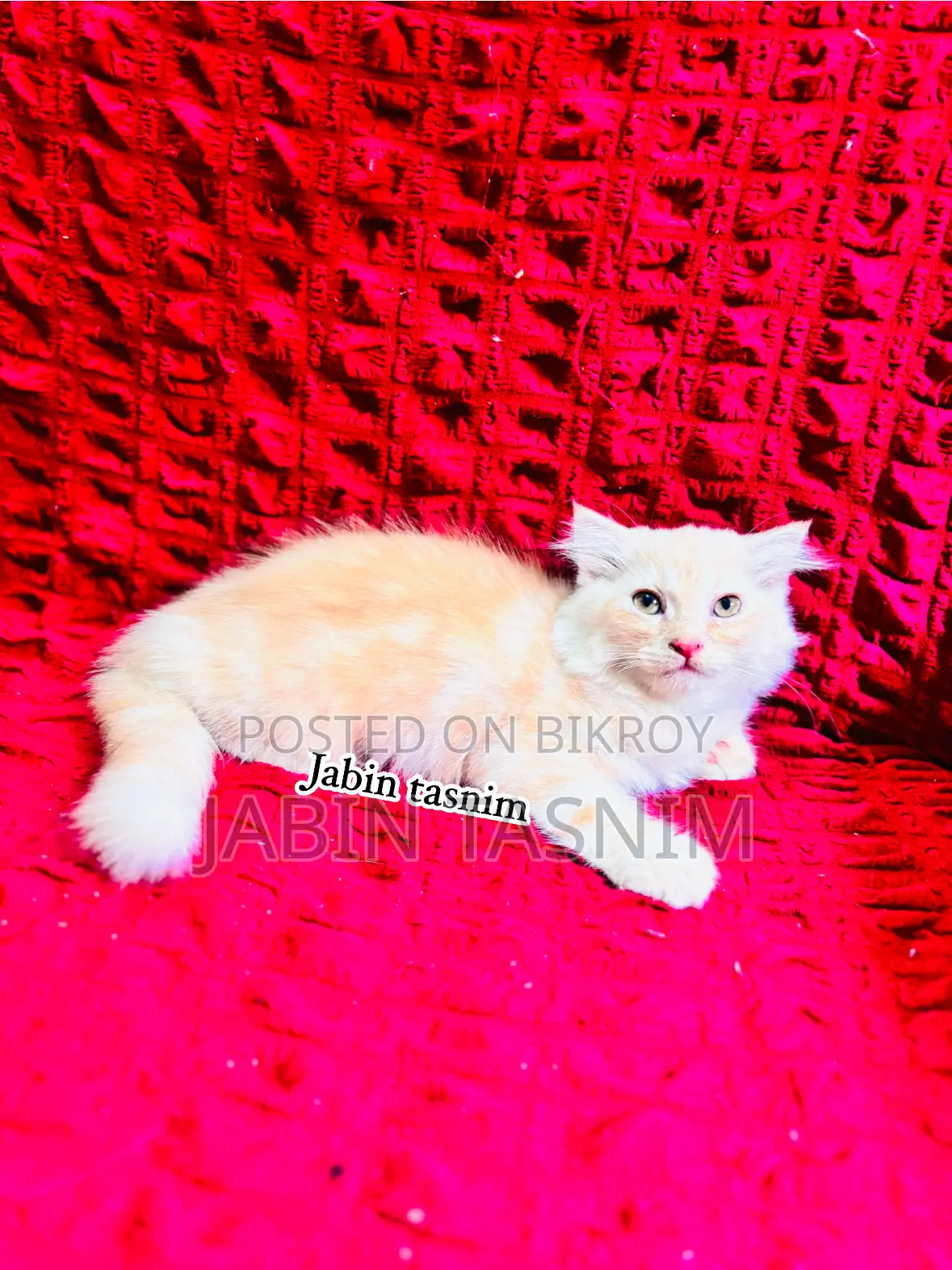 1-3 Months Male Purebred Scottish Fold