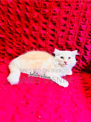 1-3 Months Male Purebred Scottish Fold