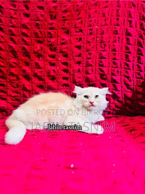 1-3 Months Male Purebred Scottish Fold