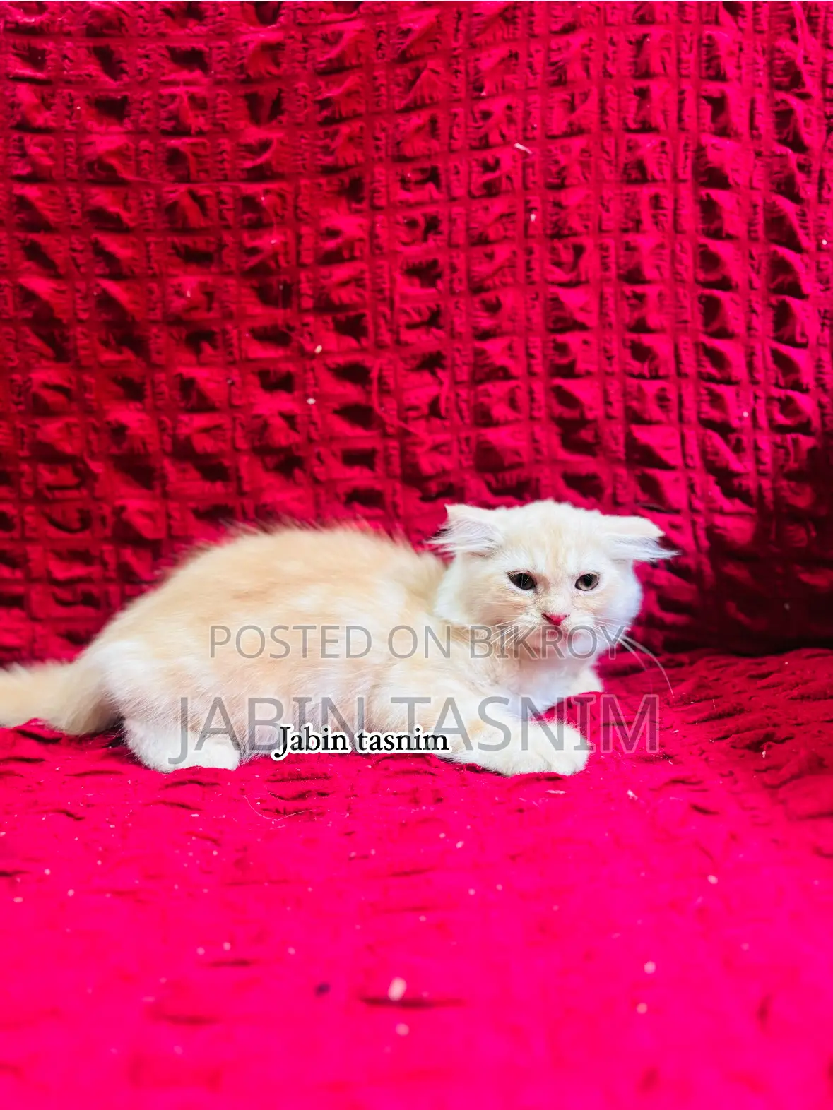 1-3 Months Male Purebred Scottish Fold
