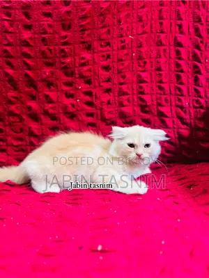 1-3 Months Male Purebred Scottish Fold