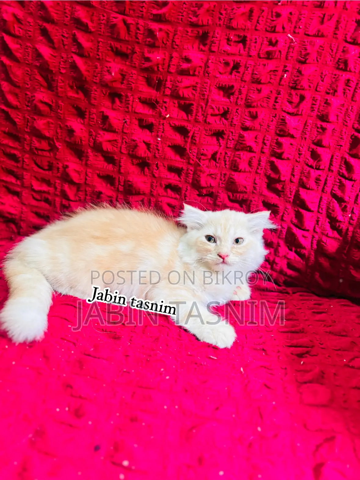 1-3 Months Male Purebred Scottish Fold