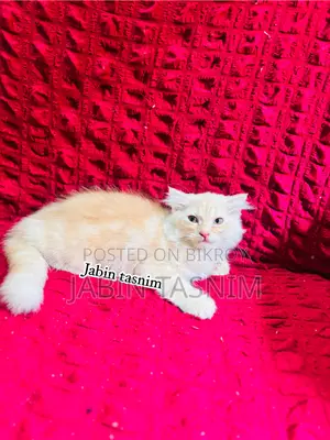 1-3 Months Male Purebred Scottish Fold