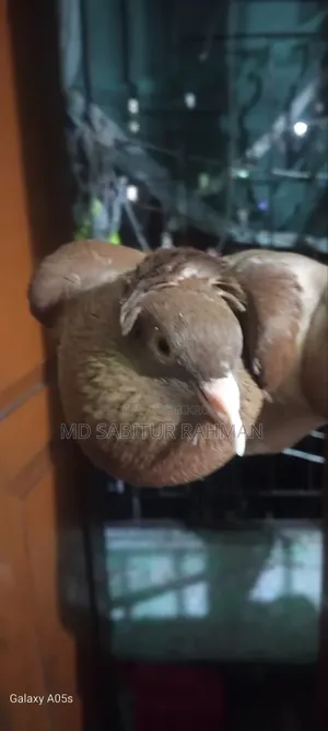 One Chila Bombay Coca Male bird for sale.