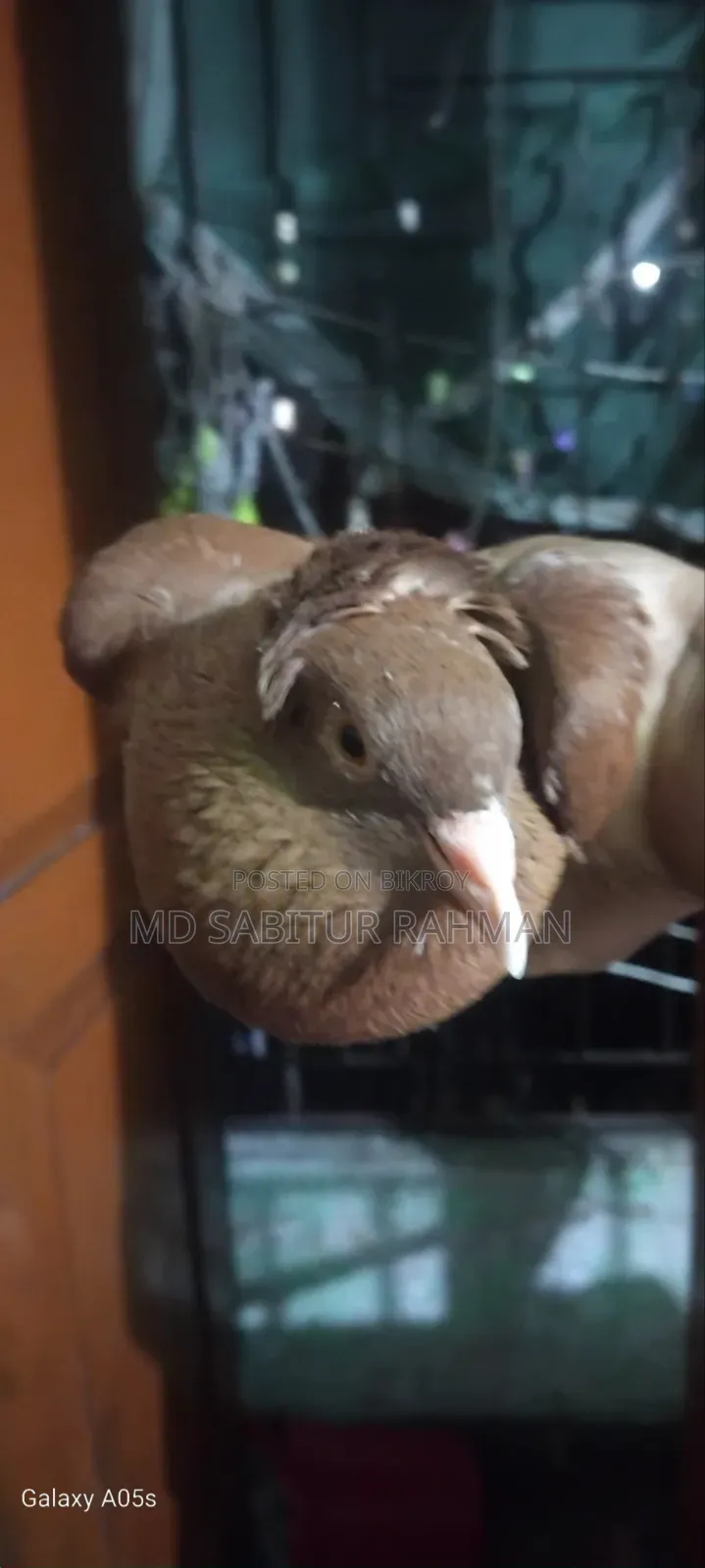One Chila Bombay Coca Male bird for sale.