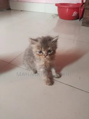 1-3 Months Male Purebred Persian