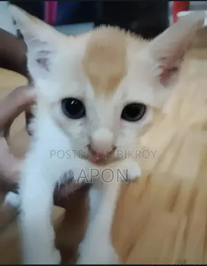 1-3 Months Female Mixed Breed Bengal
