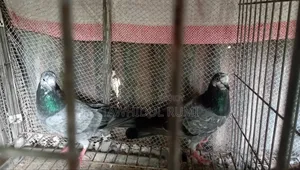 2 Kasuri Teddy Males and 1 Golden Female