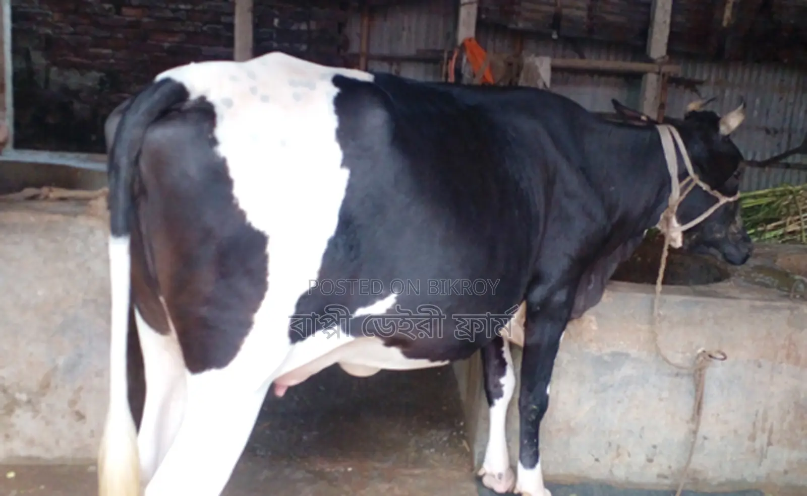 1311 Number Improved Breed Cow for Sale.