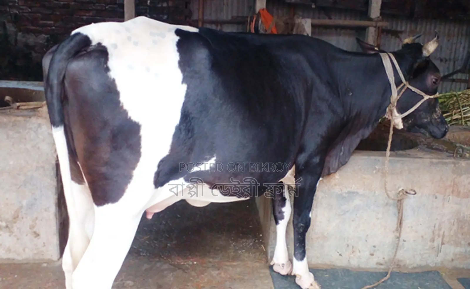 1311 Number Improved Breed Cow for Sale.
