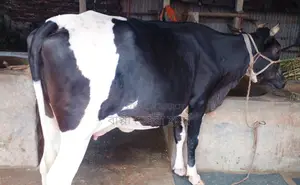 1311 Number Improved Breed Cow for Sale.