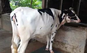 1 high-yield cow of improved breed number 1312 for sale.