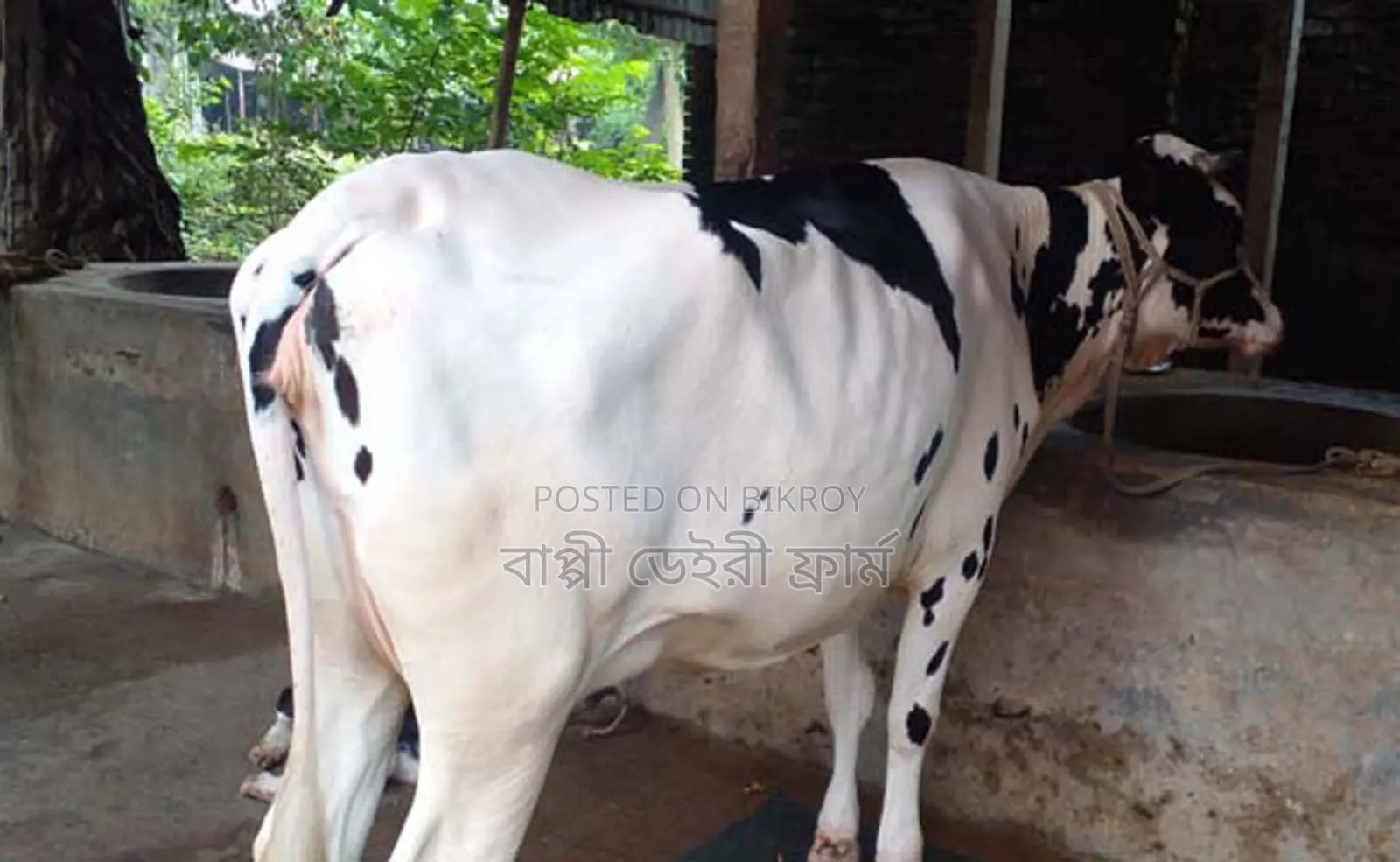 1 high-yield cow of improved breed number 1312 for sale.