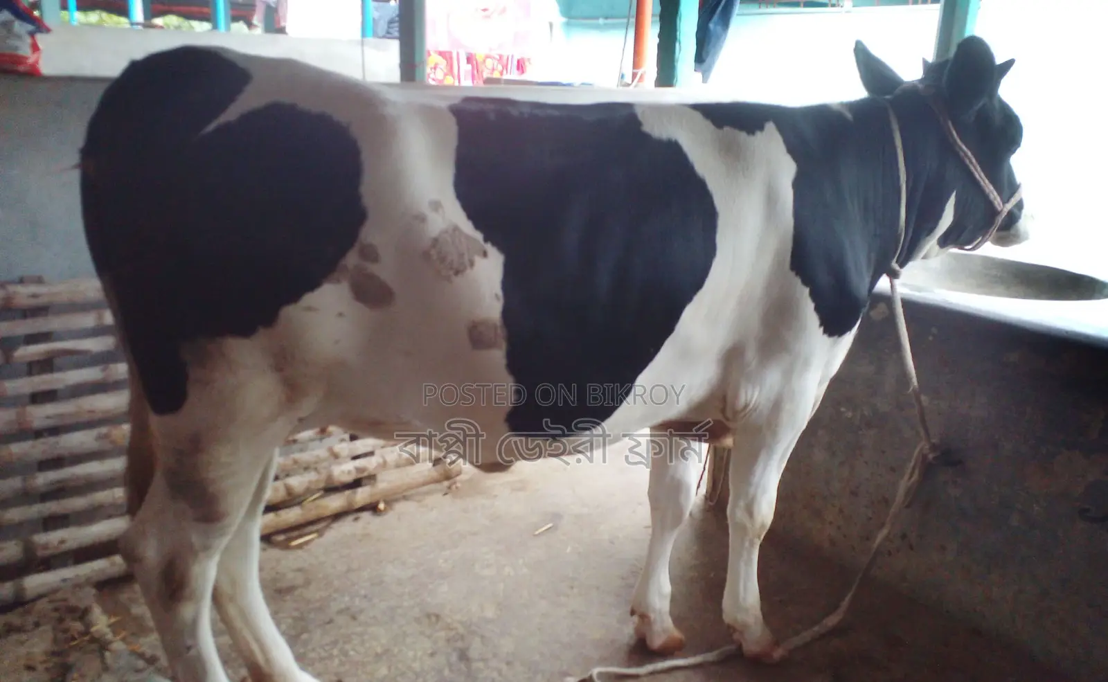 Heifer number 1313 for sale.