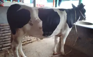 Heifer number 1313 for sale.