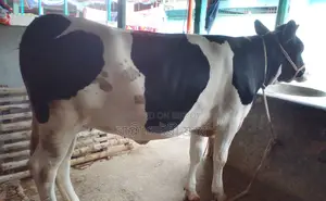 Heifer number 1313 for sale.