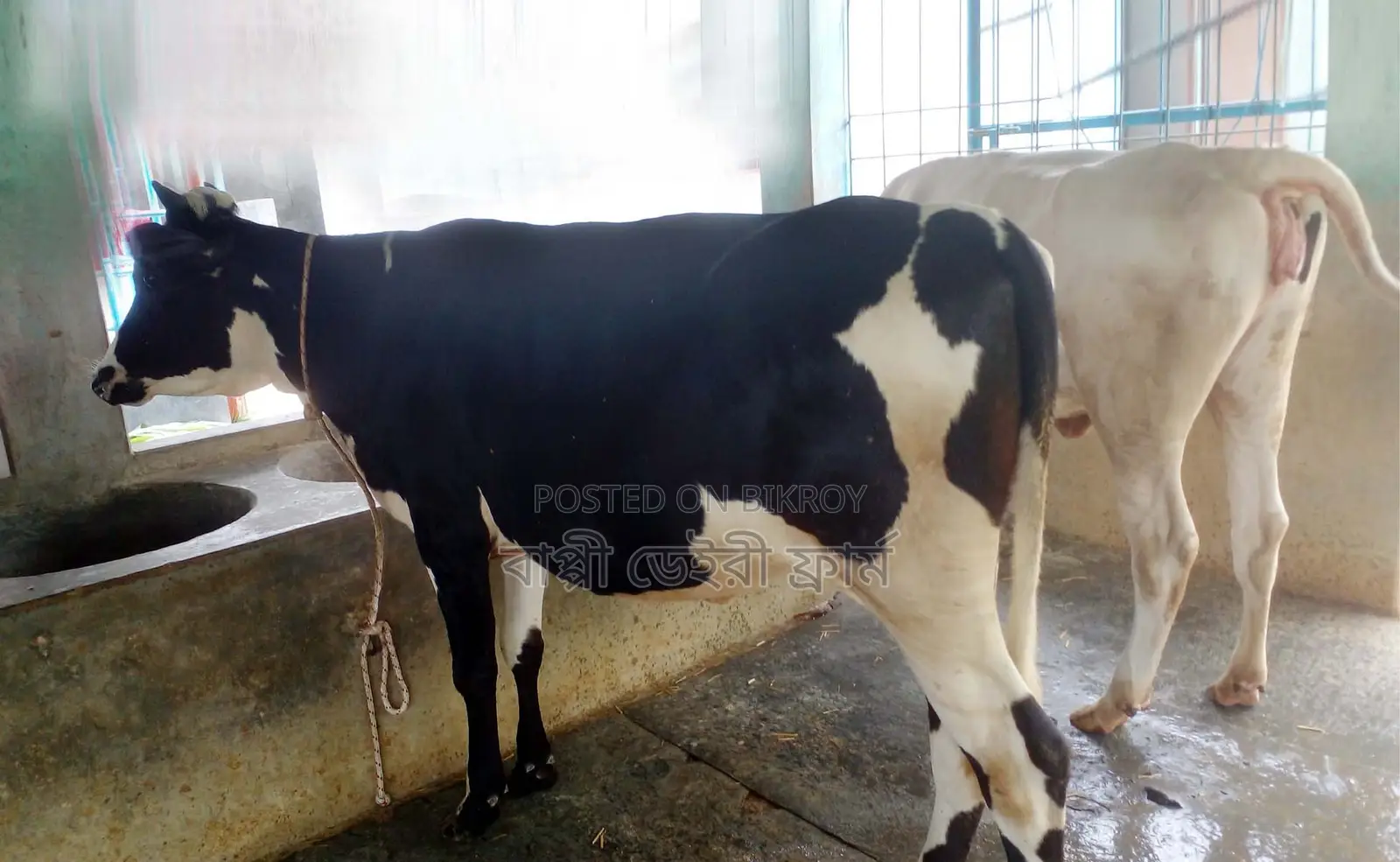 Sale of 2 selected high-quality heifers, ID no. 1314.