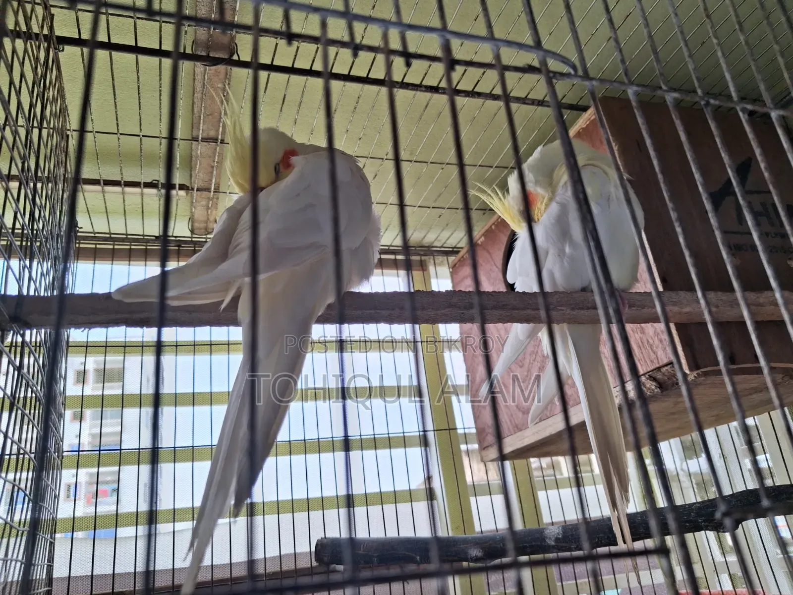 Cockatiel Bird