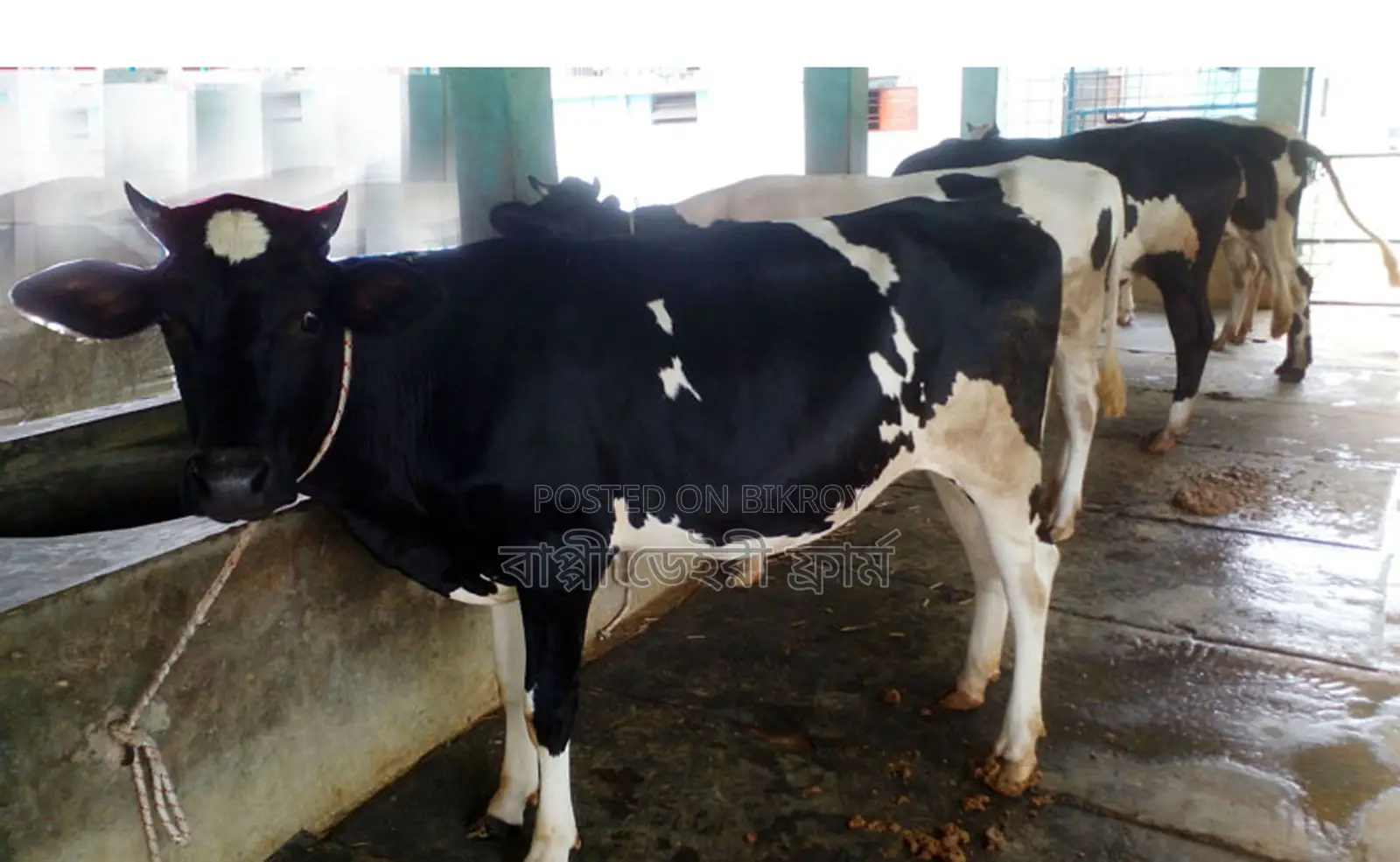 1215 No. 4 heifers for sale of good breed.