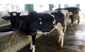 1215 No. 4 heifers for sale of good breed.