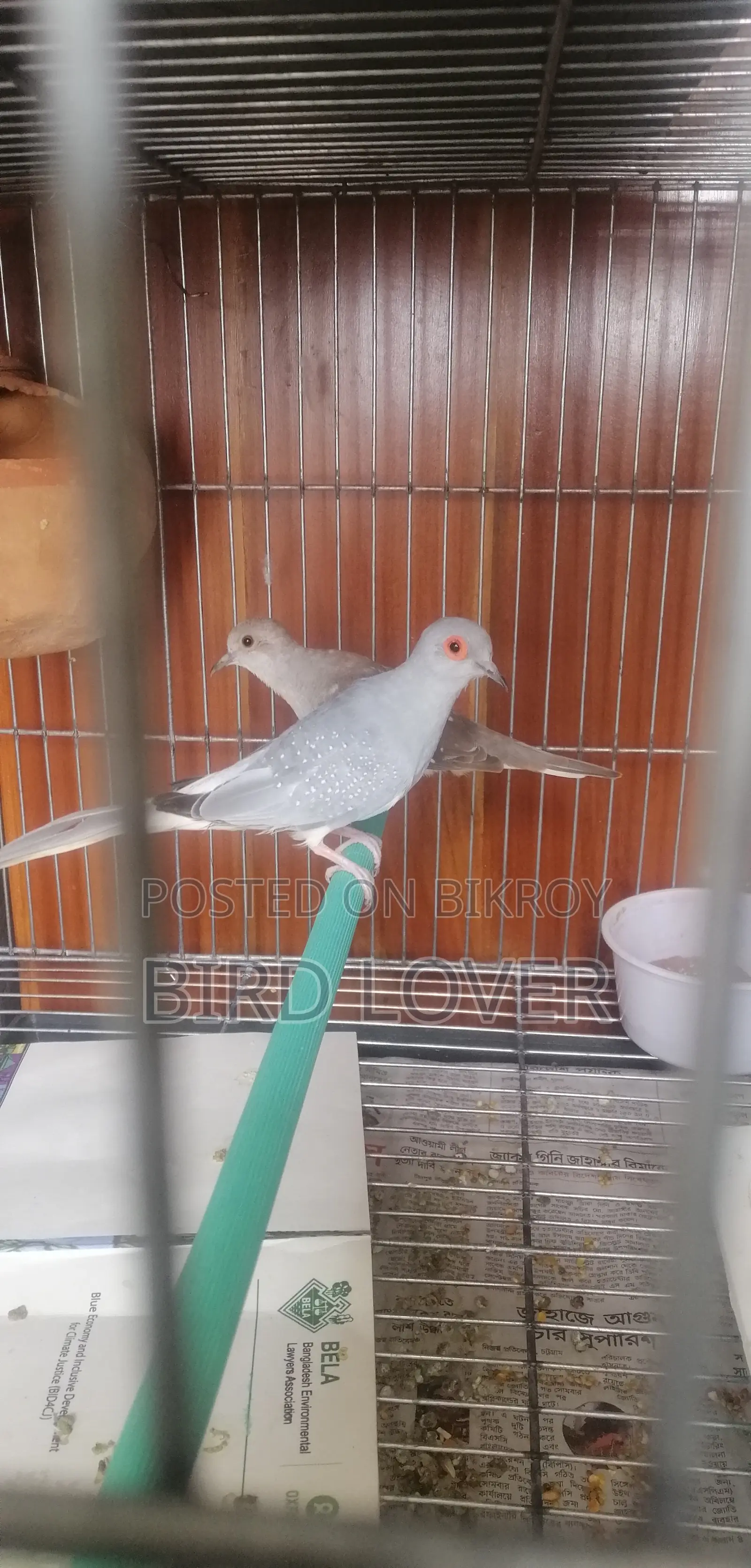 Diamond Dove