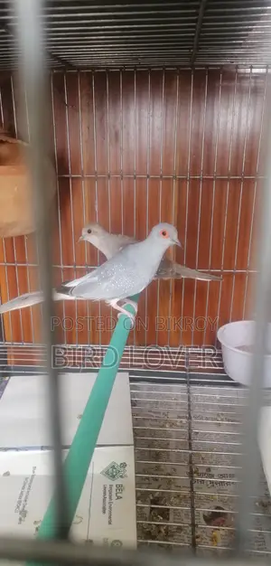 Diamond Dove