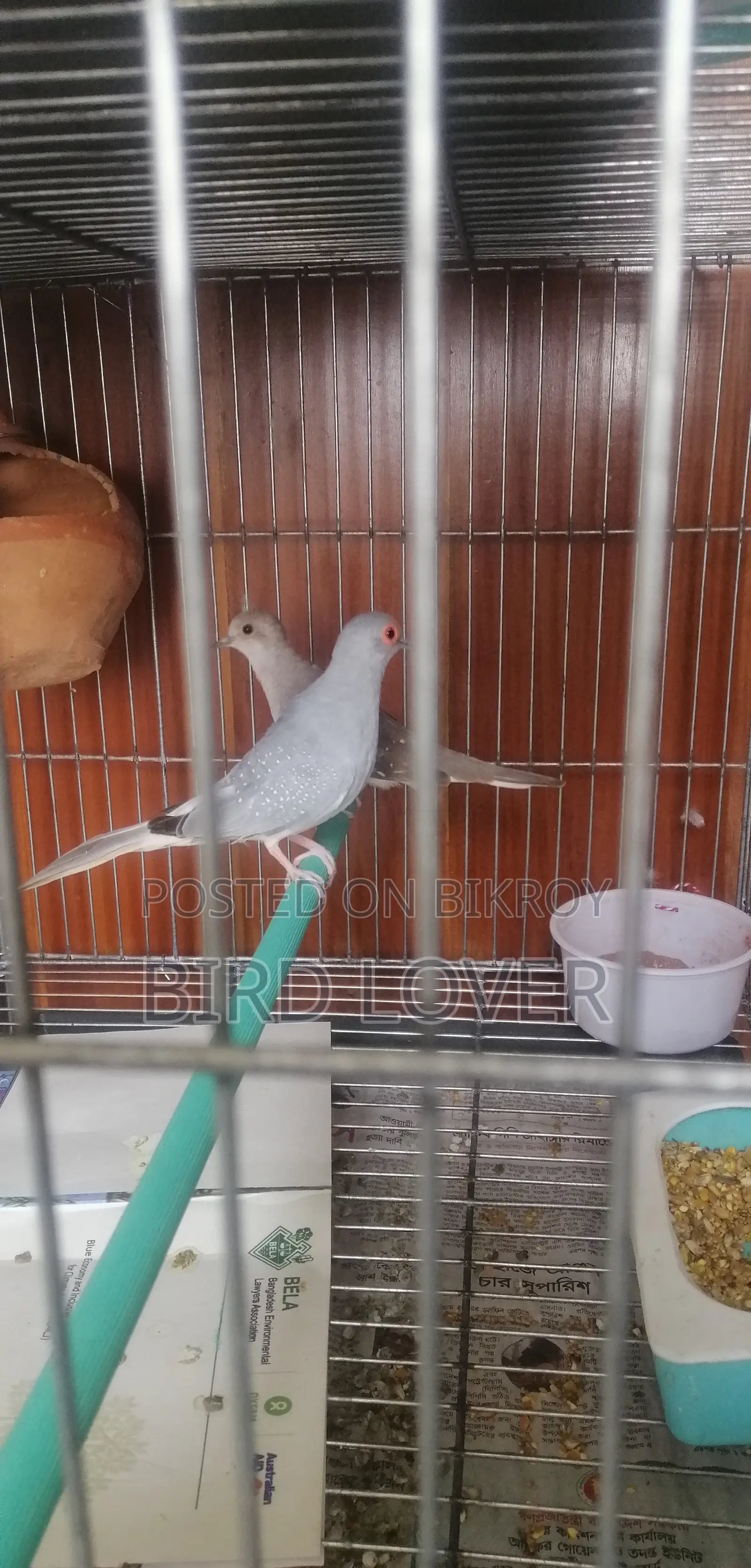 Diamond Dove