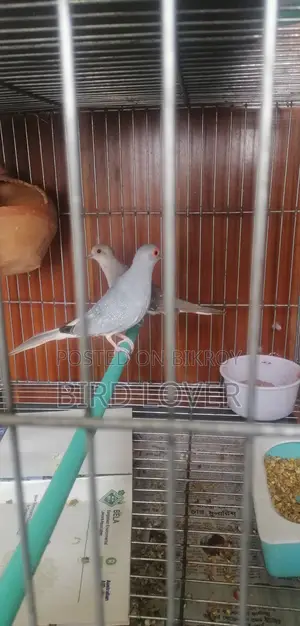 Diamond Dove